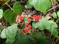 Rubus hakonensis