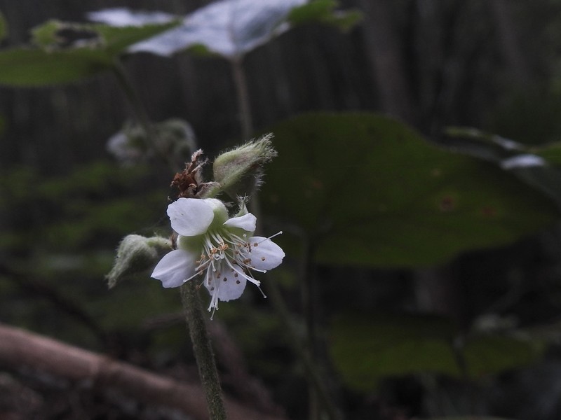 Rubus hakonensis photo 2