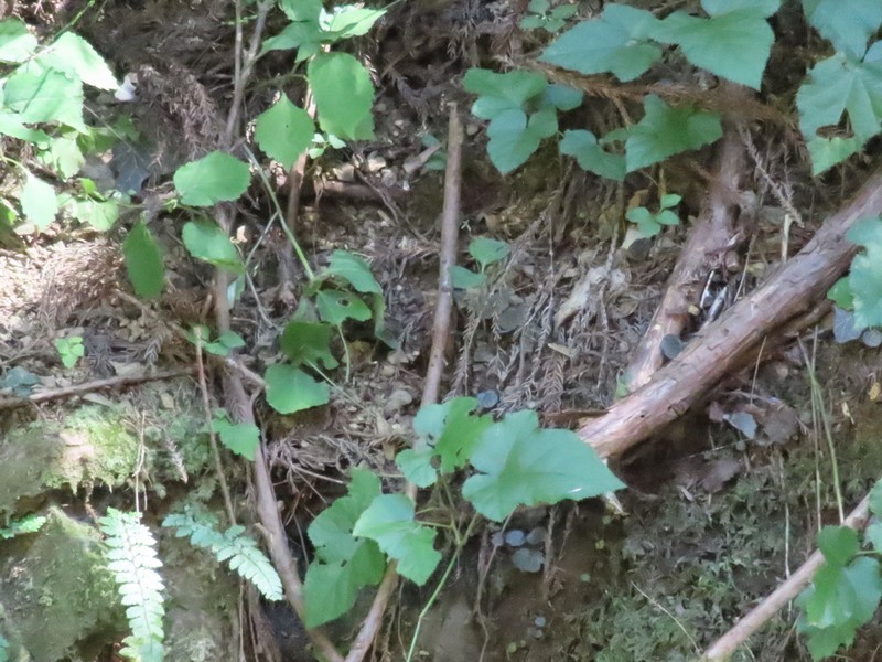 Rubus hakonensis photo 3