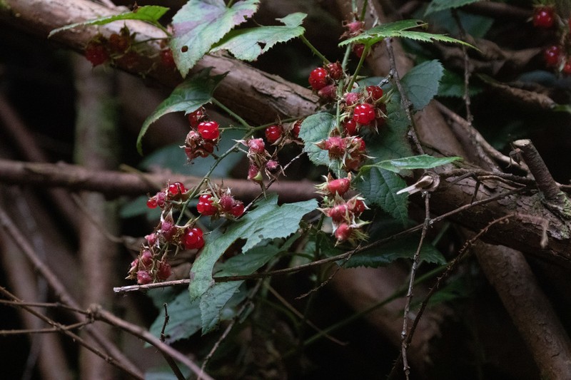 Rubus hakonensis photo 4