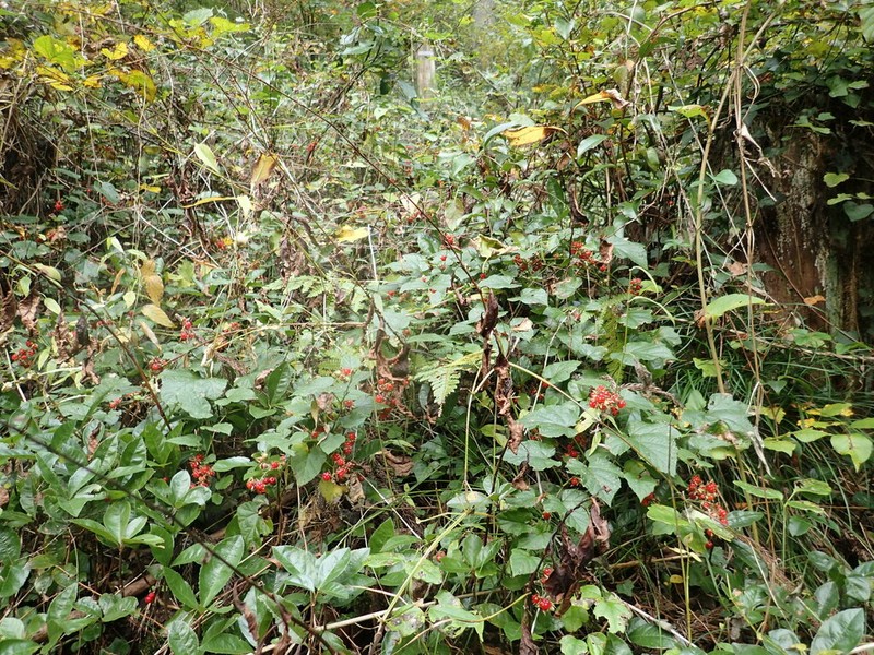 Rubus hakonensis photo 5