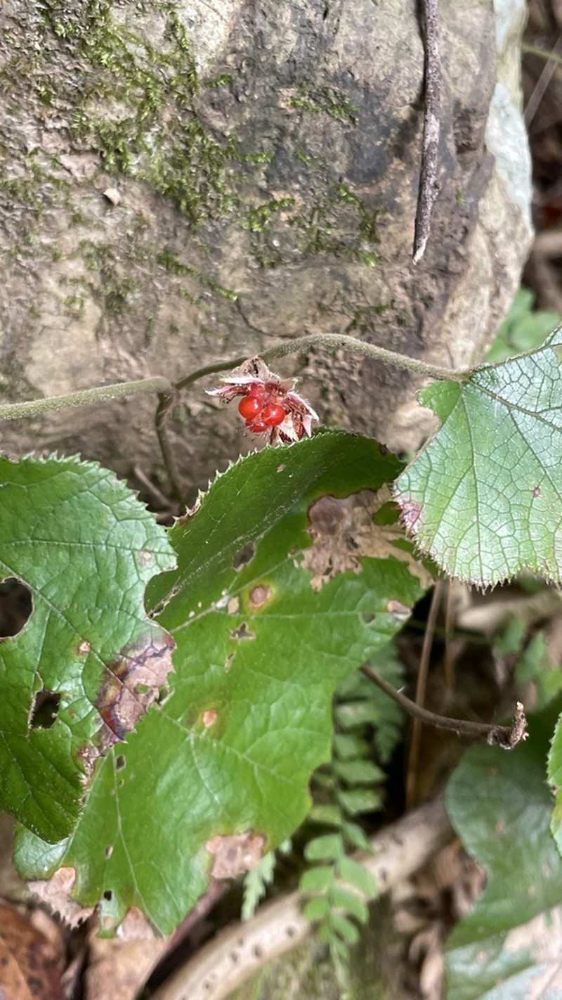 Rubus hakonensis photo 6