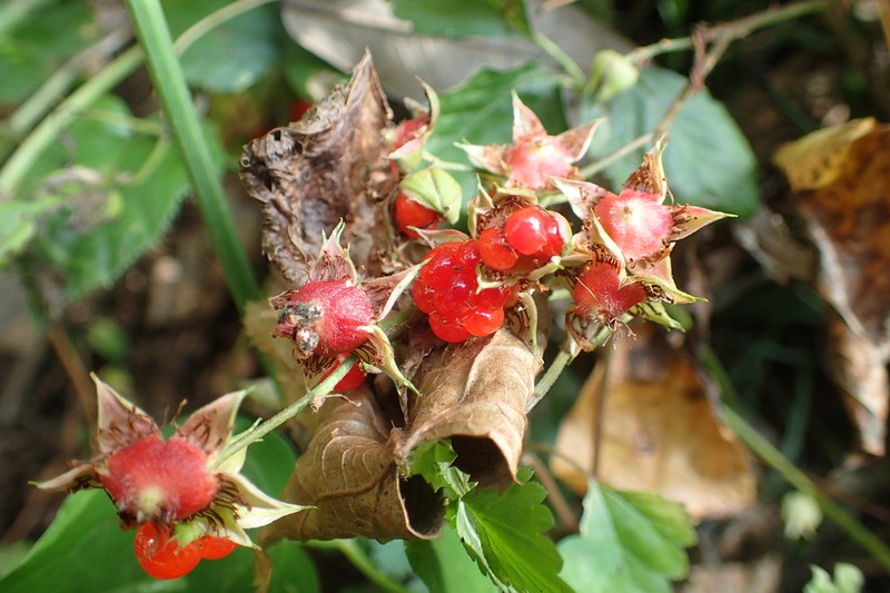 Rubus hakonensis photo 7