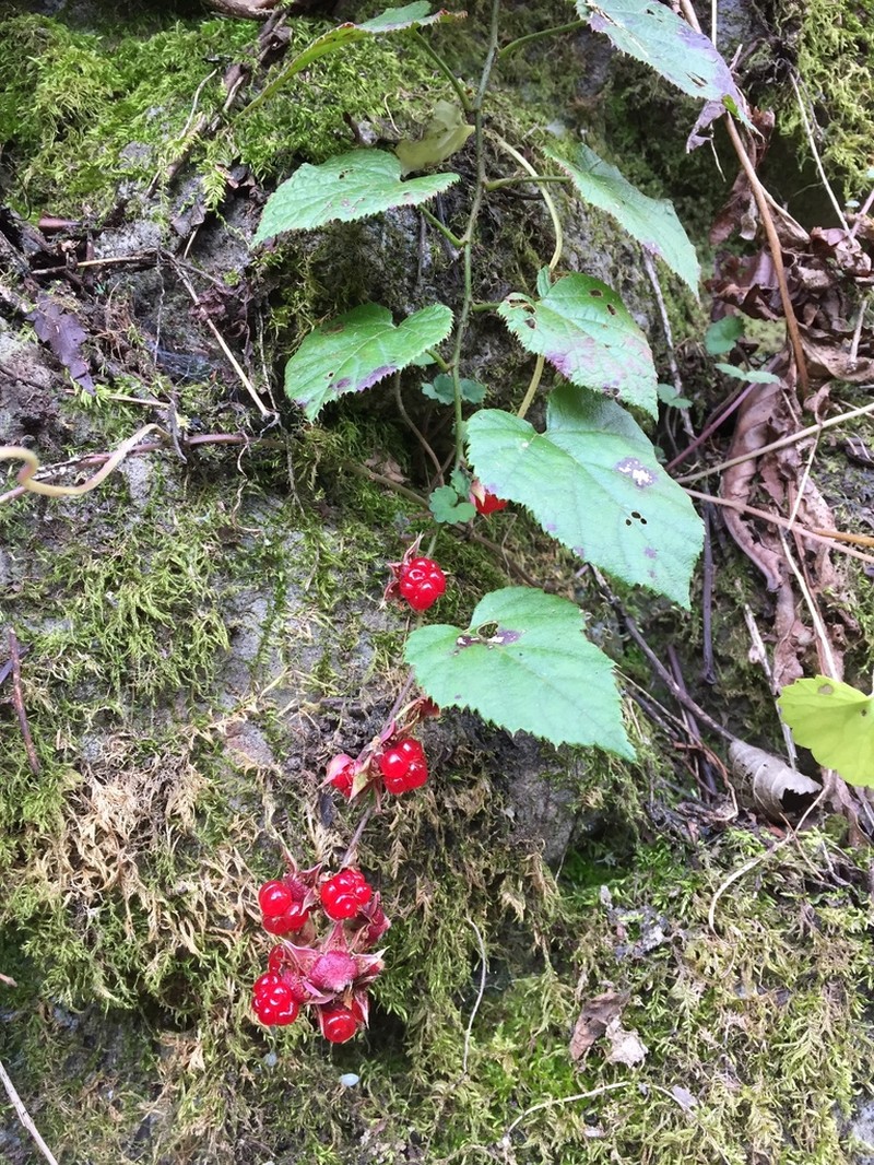 Rubus hakonensis photo 8