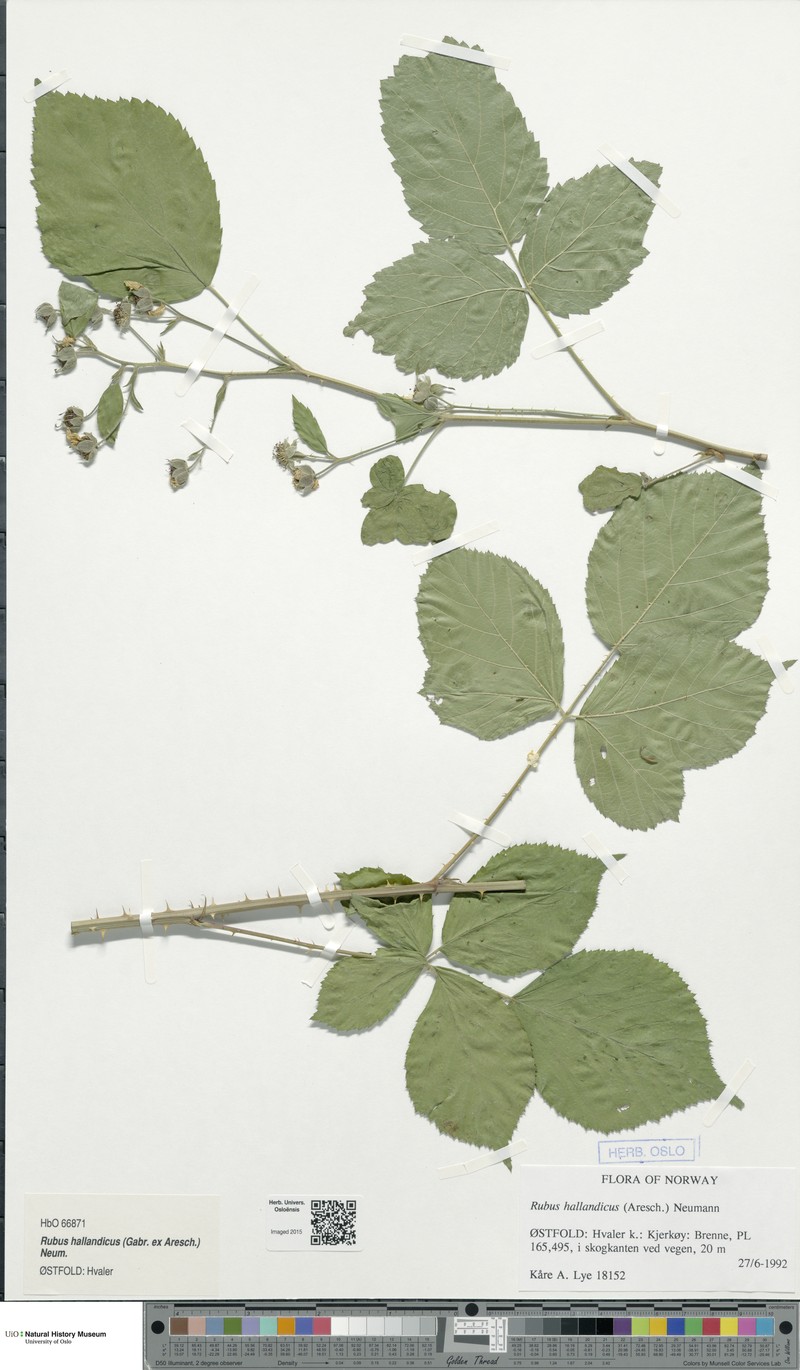 Rubus hallandicus