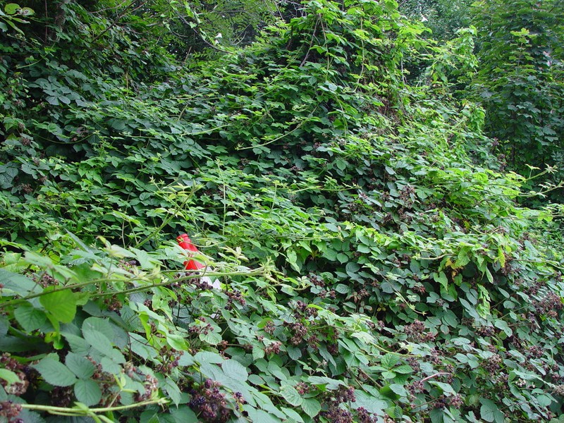 Rubus halsteadensis photo 2