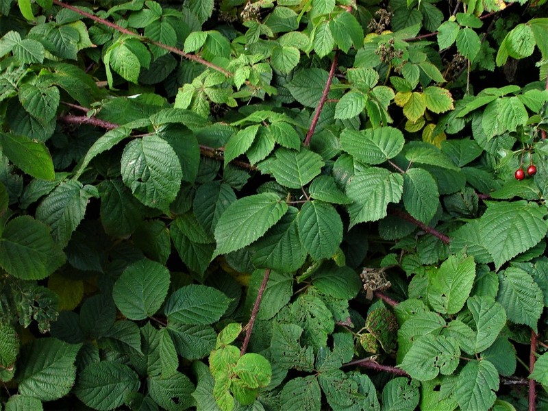Rubus halsteadensis photo 3