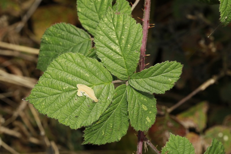 Rubus halsteadensis photo 4