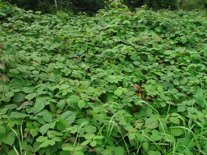 Rubus halsteadensis photo 5
