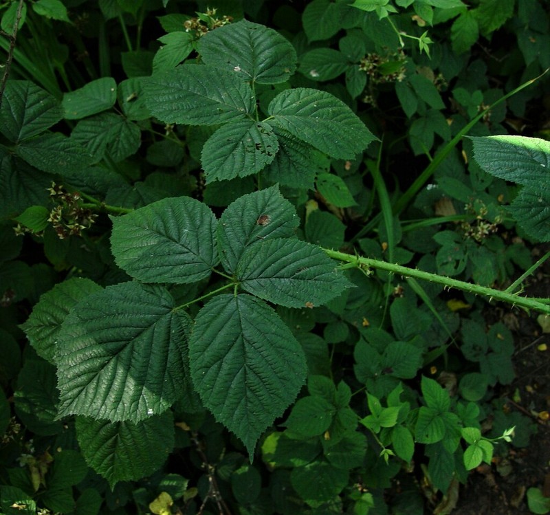 Rubus halsteadensis photo 6
