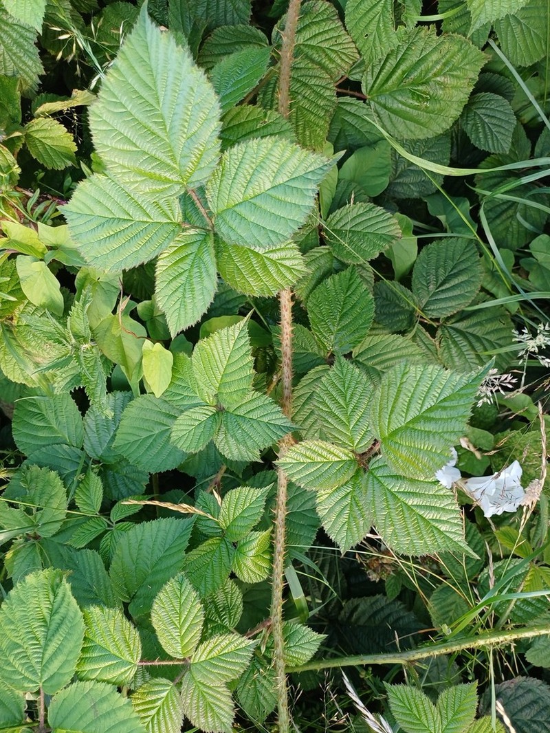 Rubus halsteadensis photo 7