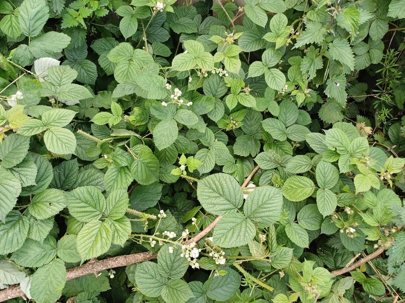 Rubus halsteadensis photo 8