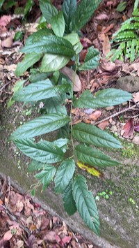 Rubus hamiltonii