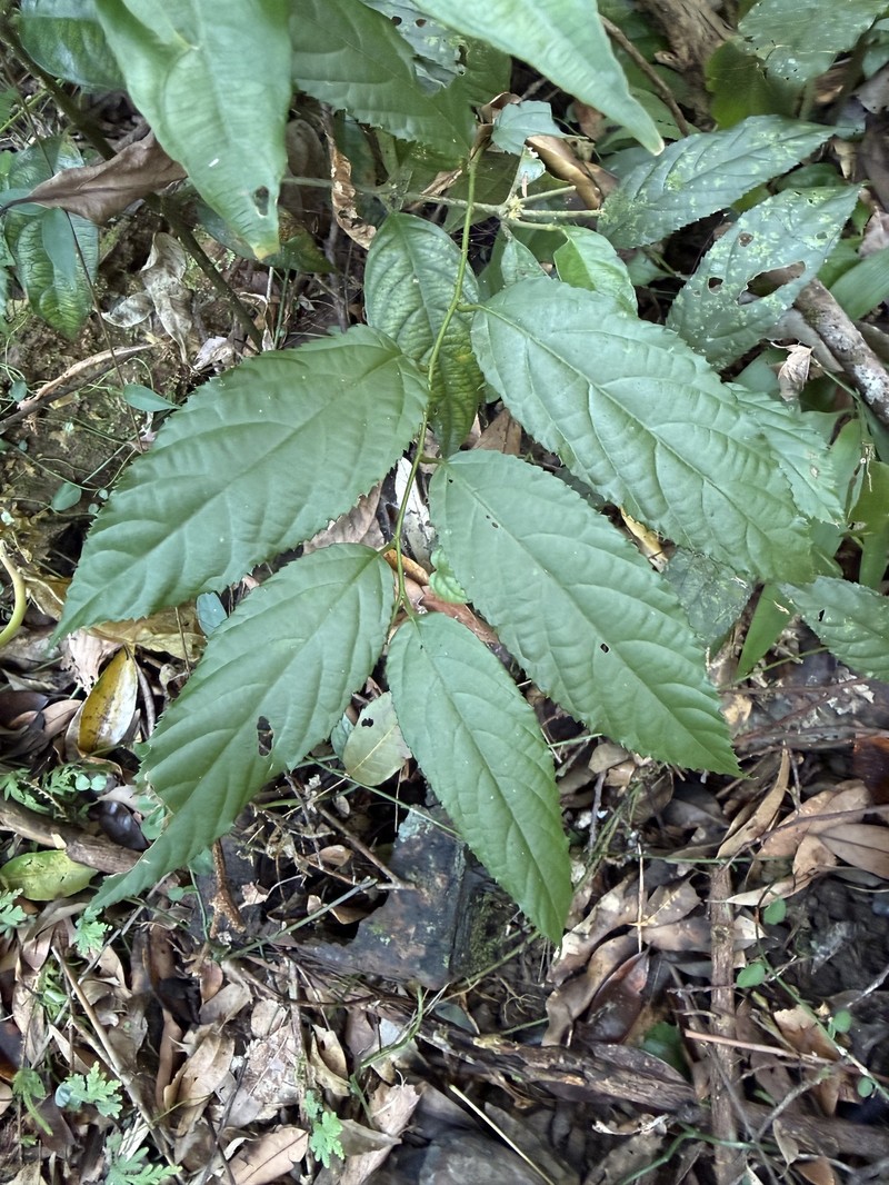 Rubus hamiltonii photo 2