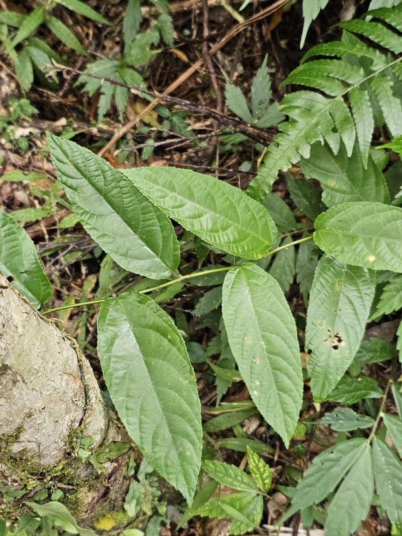 Rubus hamiltonii photo 3