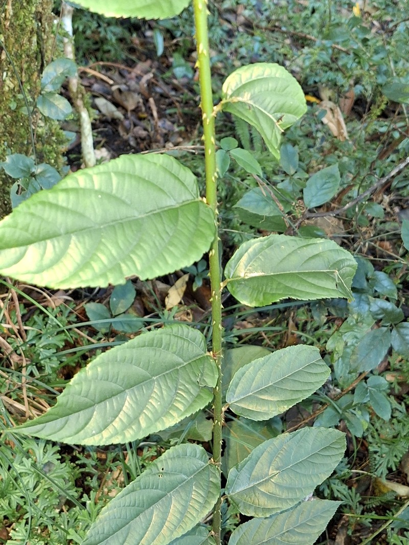 Rubus hamiltonii photo 4