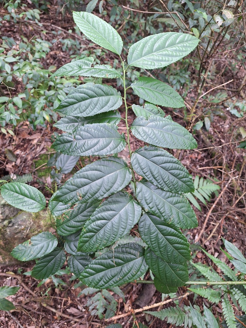 Rubus hamiltonii photo 5