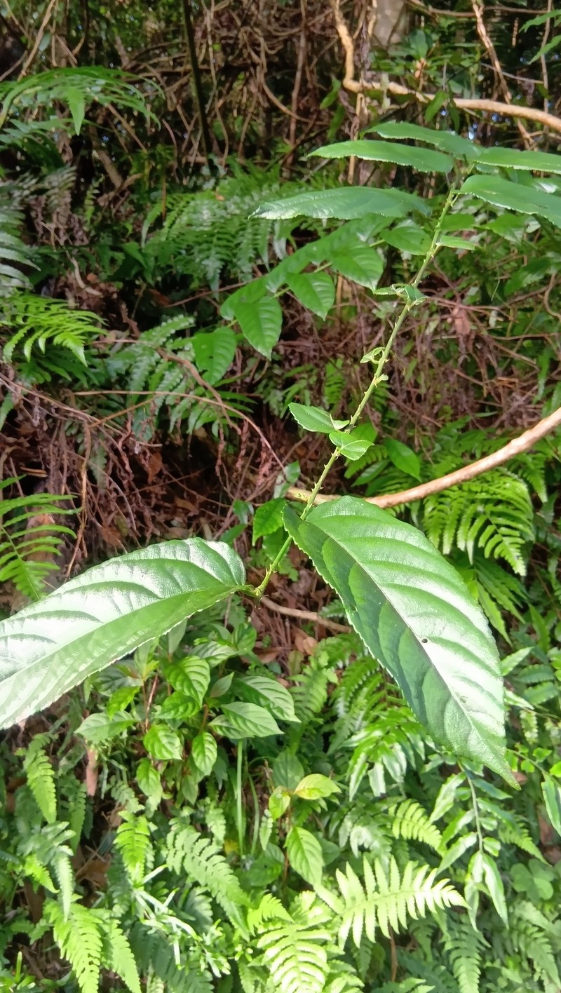 Rubus hamiltonii photo 6