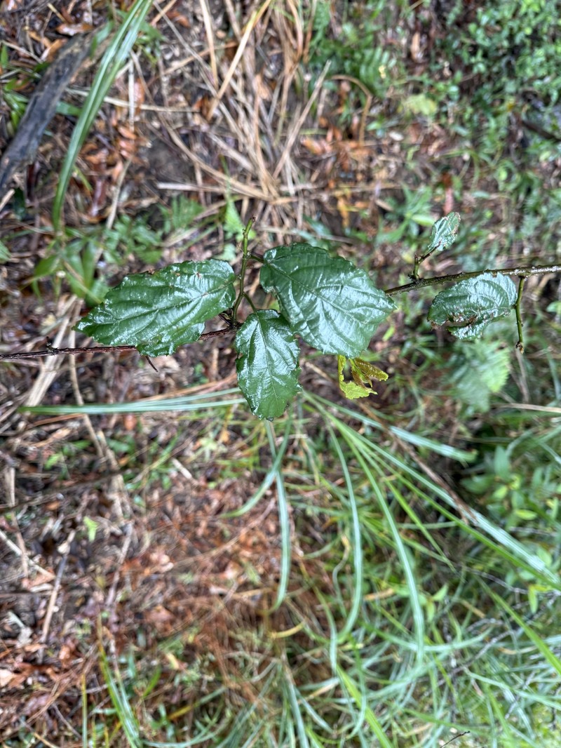 Rubus hamiltonii photo 7