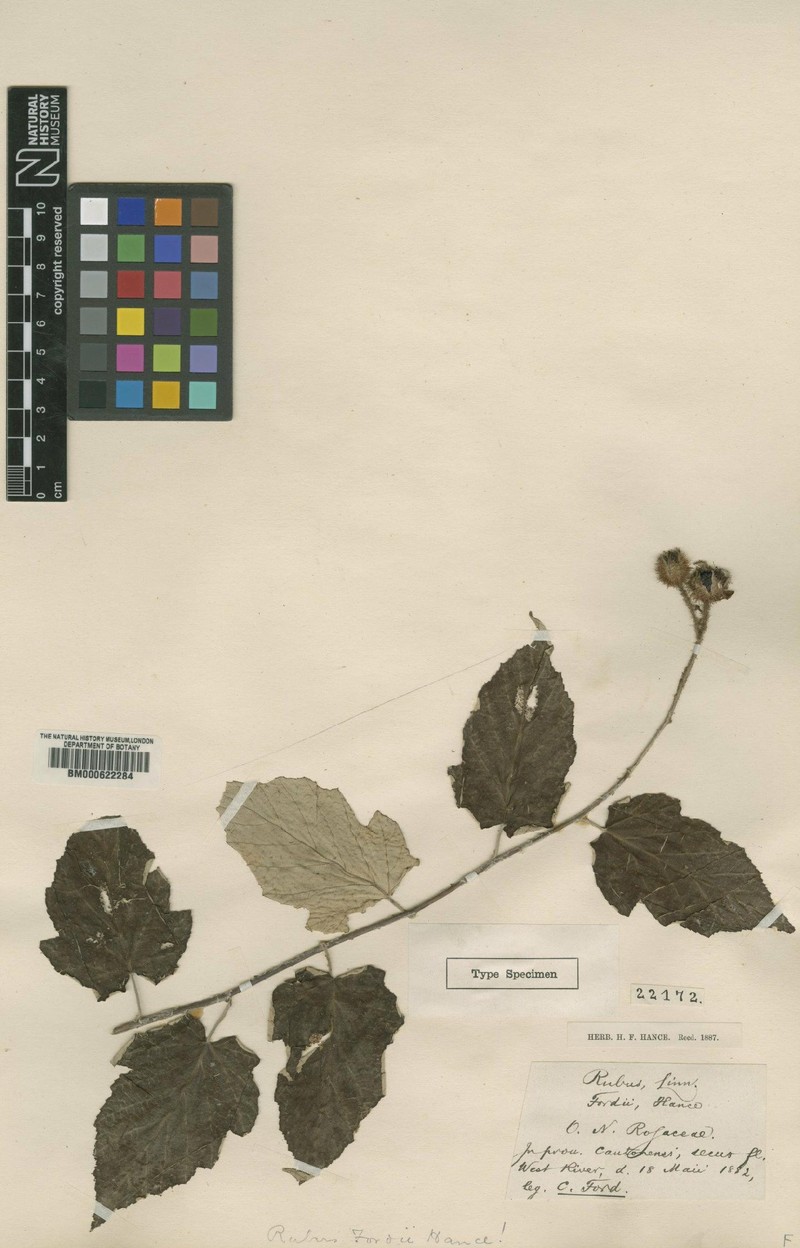 Rubus hanceanus