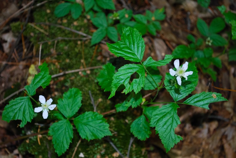 Windswept Prairie Dewberry