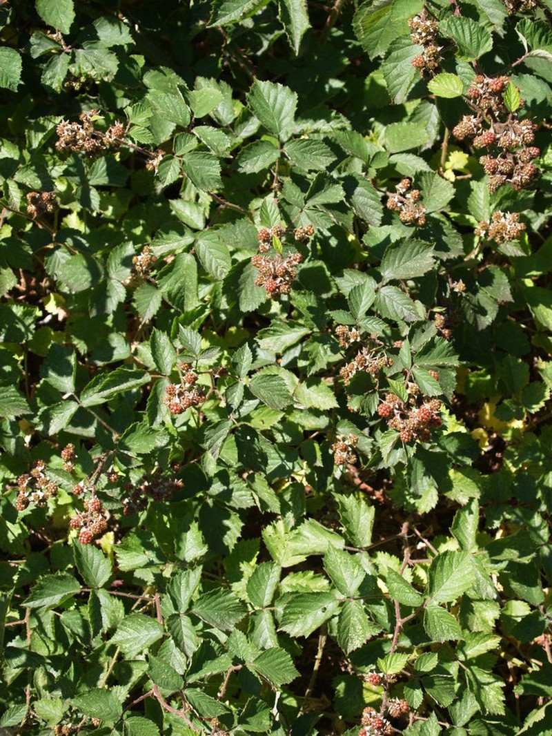 Rubus hartmanii