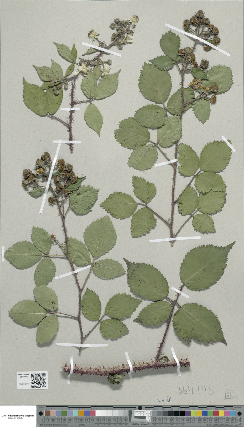 Rubus hartmanii photo 2