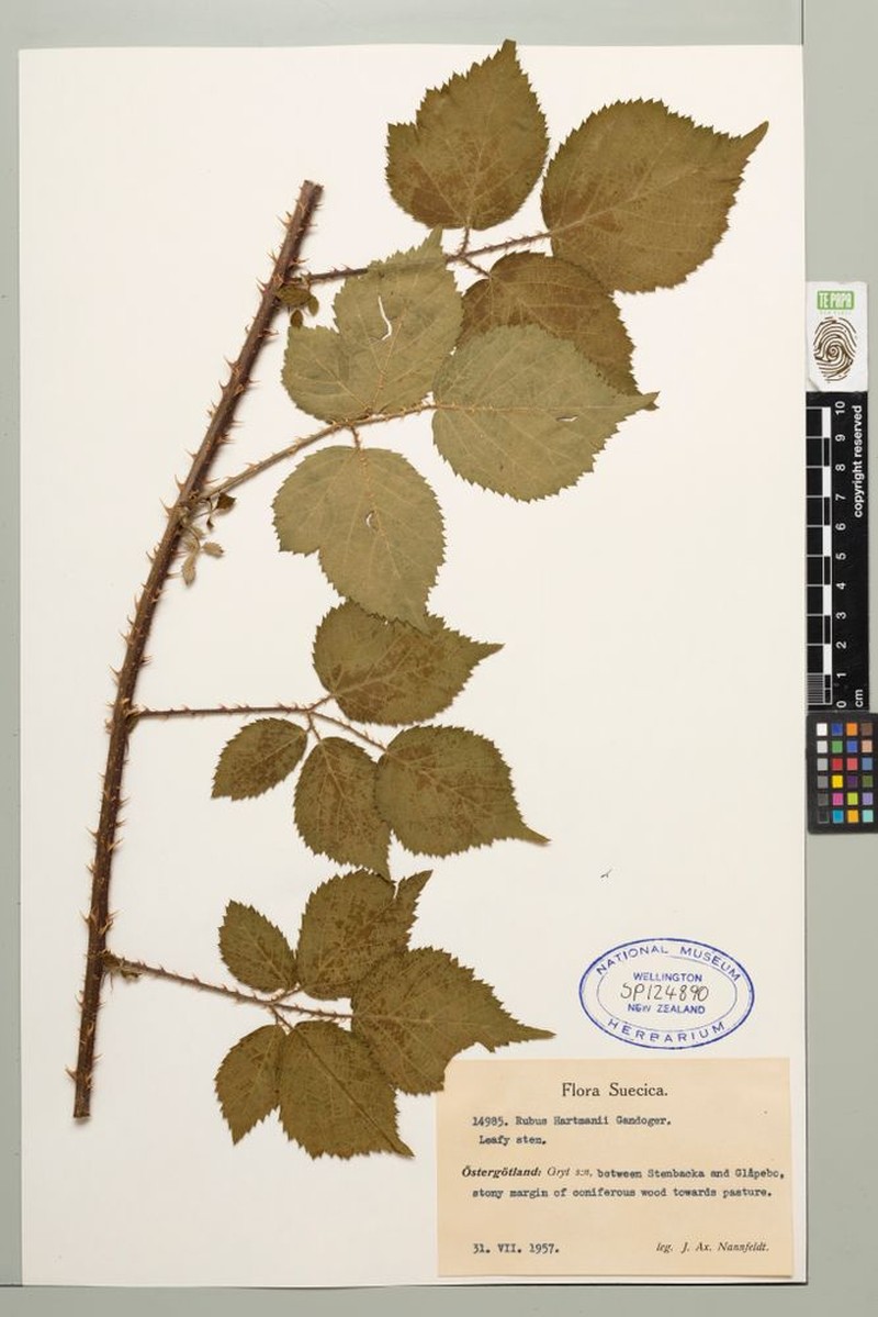 Rubus hartmanii photo 3