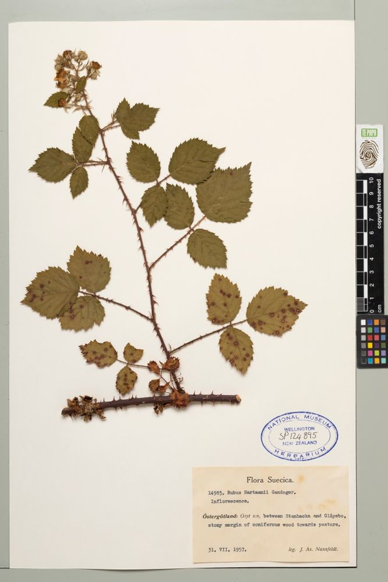 Rubus hartmanii photo 4