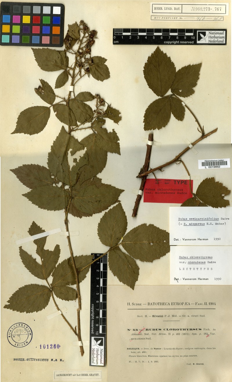 Rubus hasskarlii