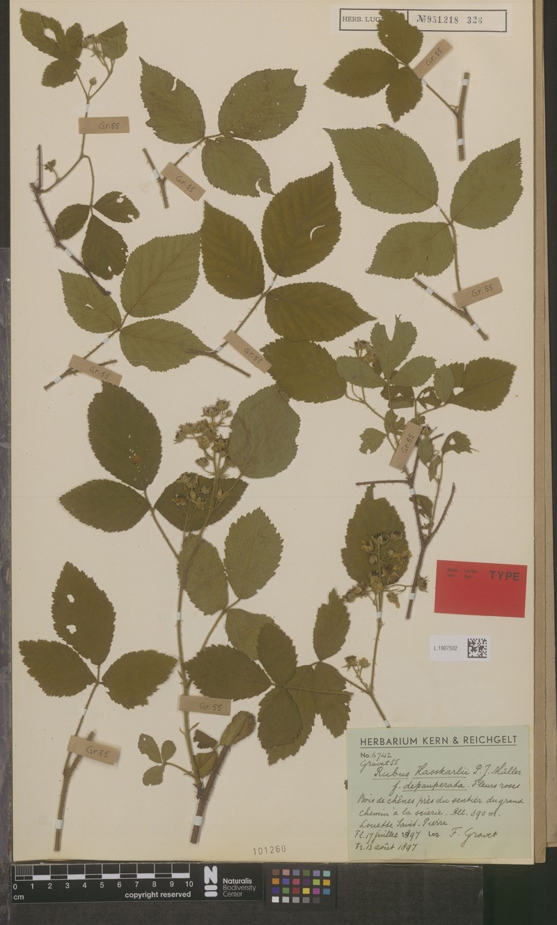 Rubus hasskarlii photo 2