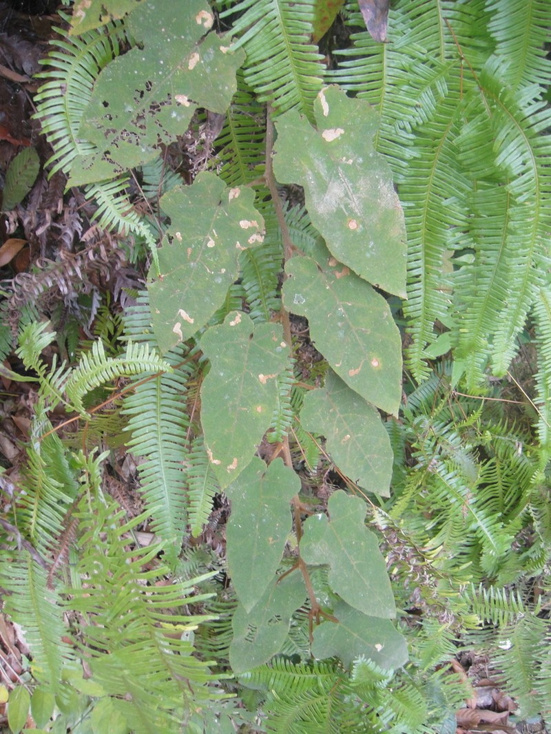 Rubus hastifolius