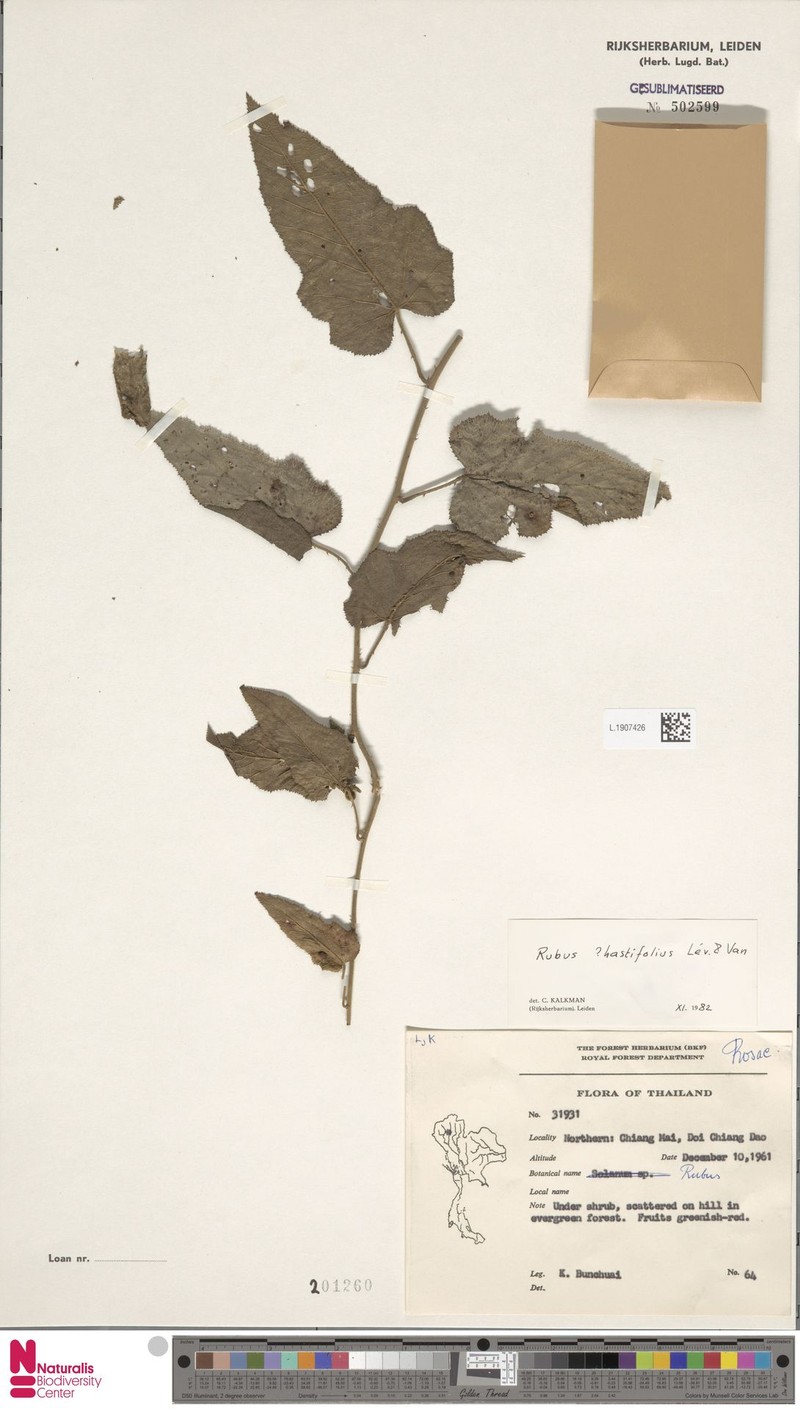Rubus hastifolius photo 2