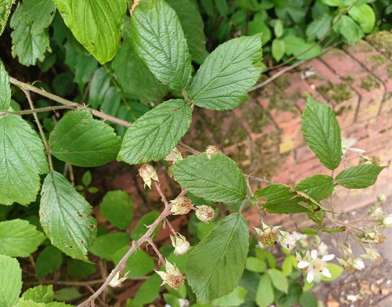 Rubus hastiformis
