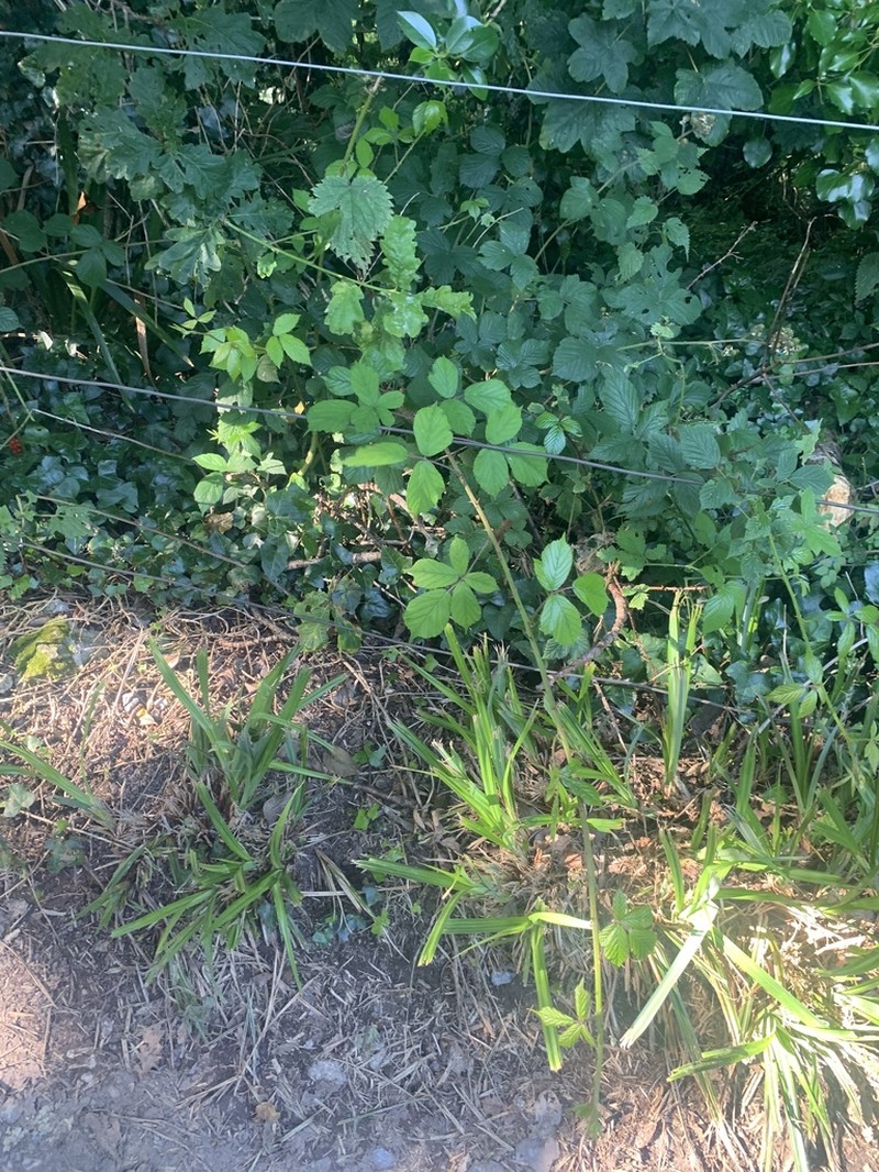 Rubus hastiformis photo 2