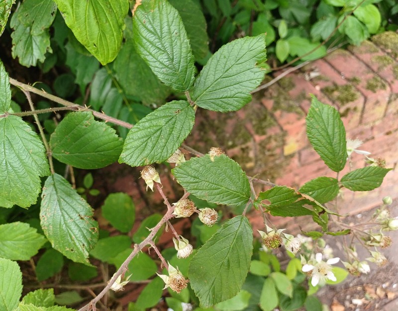 Rubus hastiformis photo 3