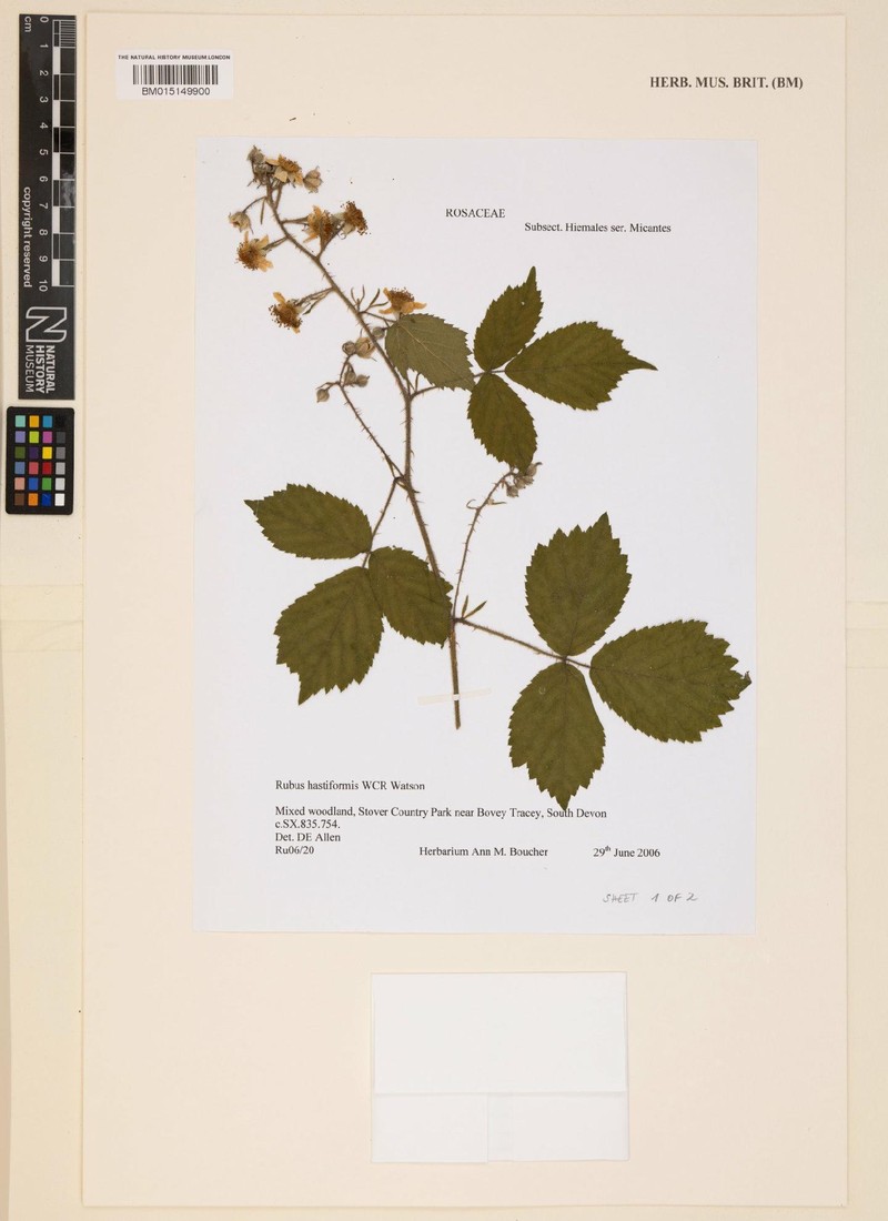 Rubus hastiformis photo 4