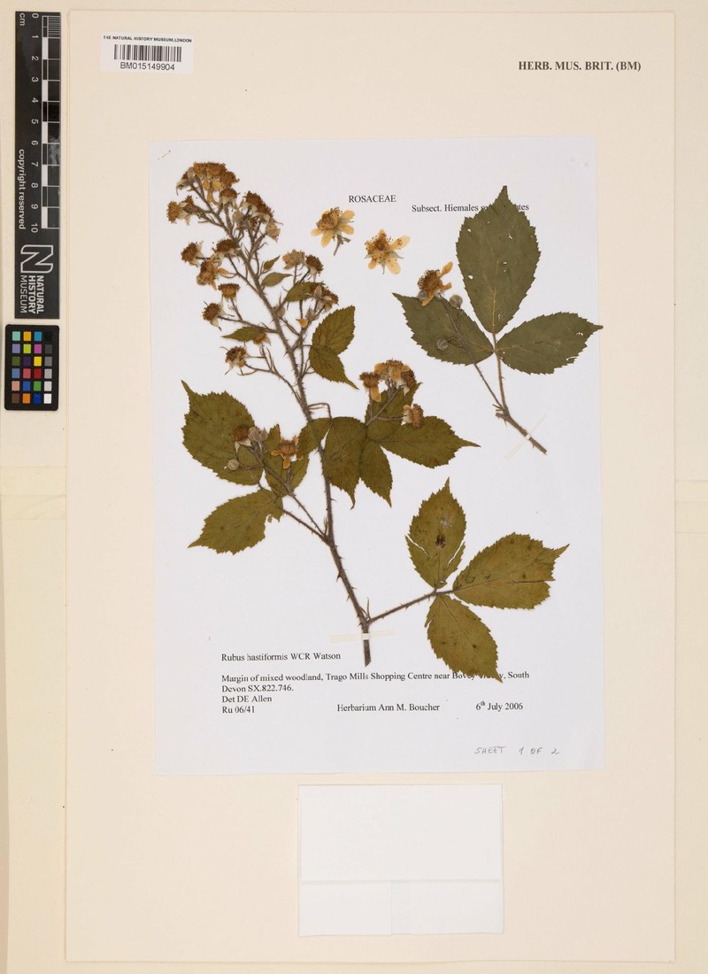 Rubus hastiformis photo 5