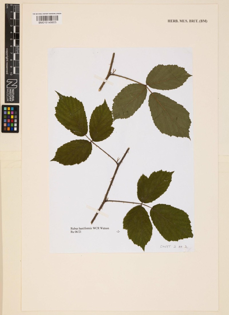 Rubus hastiformis photo 6