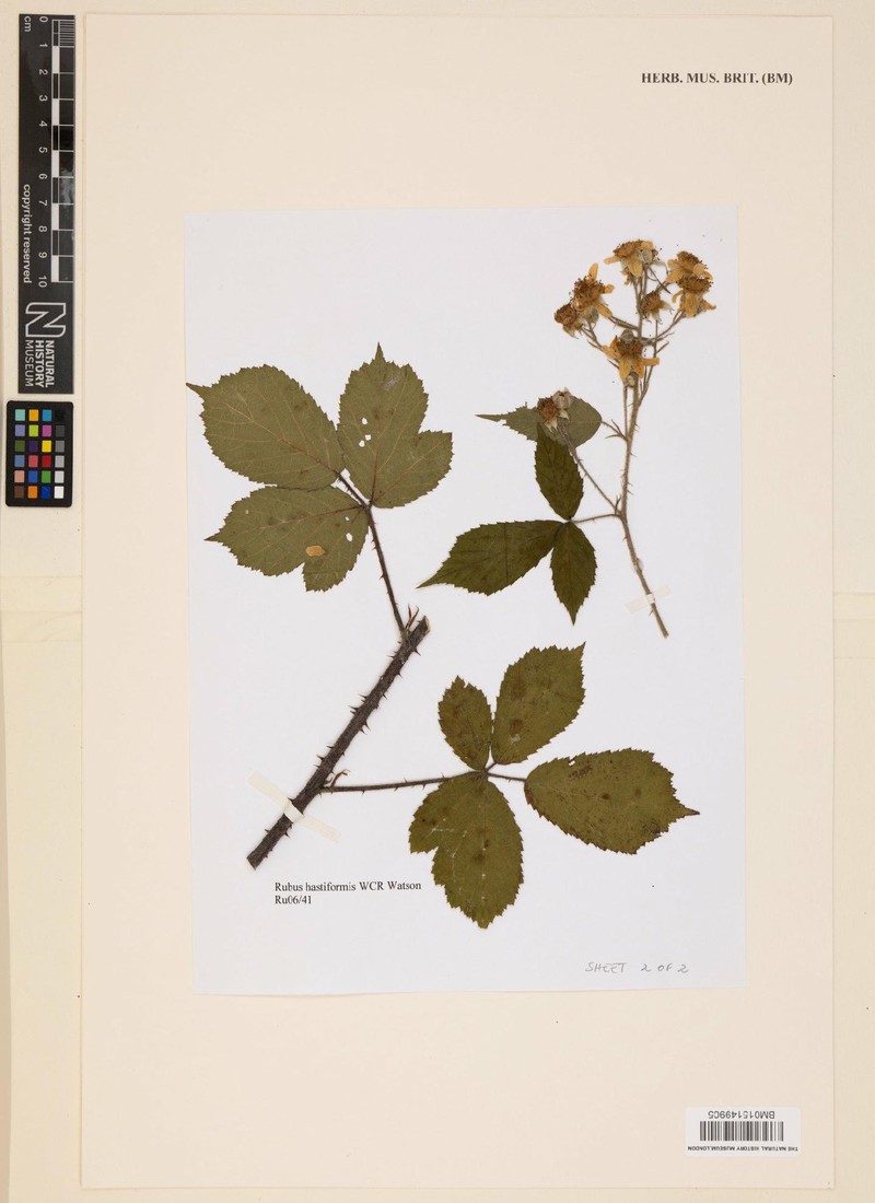 Rubus hastiformis photo 7