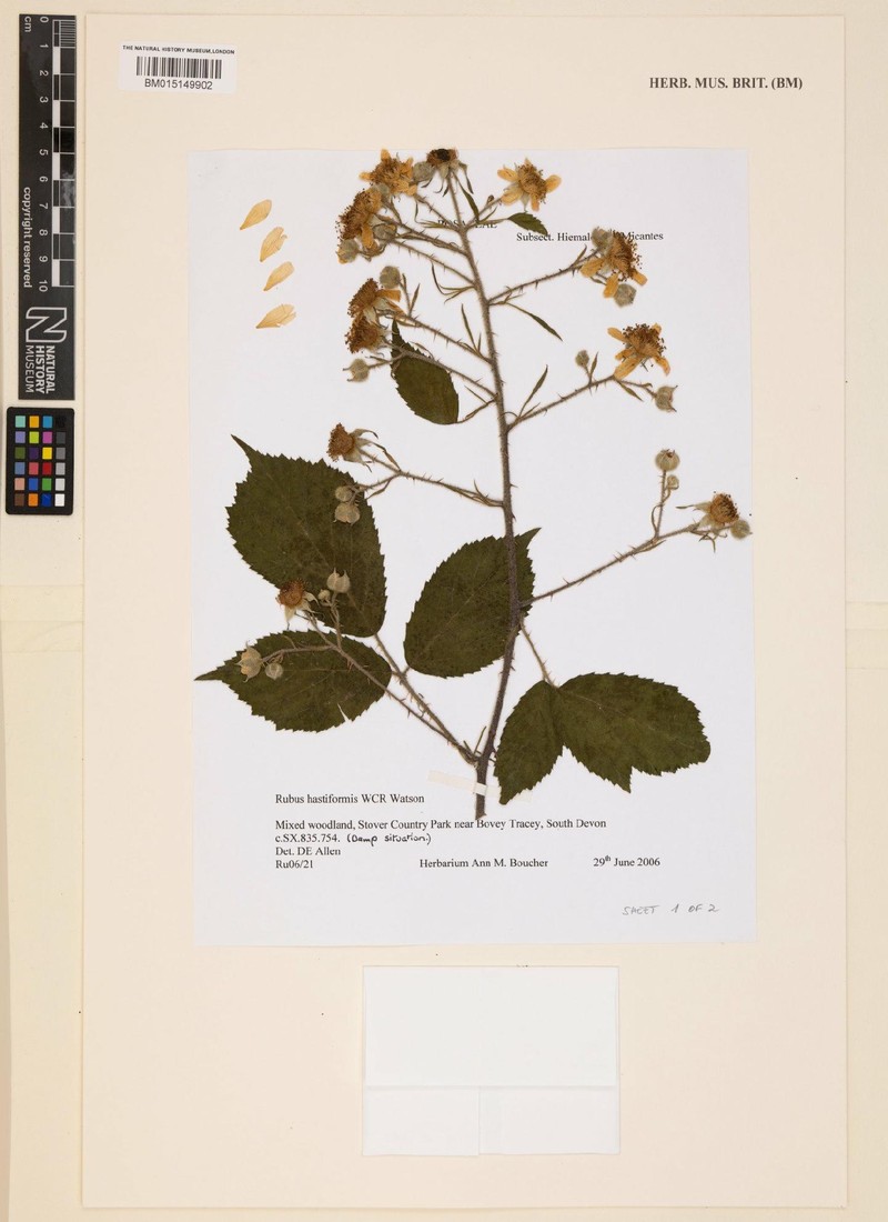 Rubus hastiformis photo 8