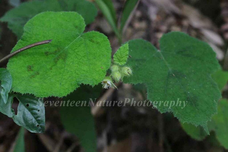 Rubus hatsushimae