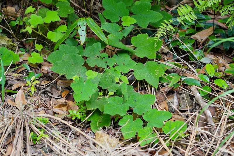 Rubus hatsushimae photo 2