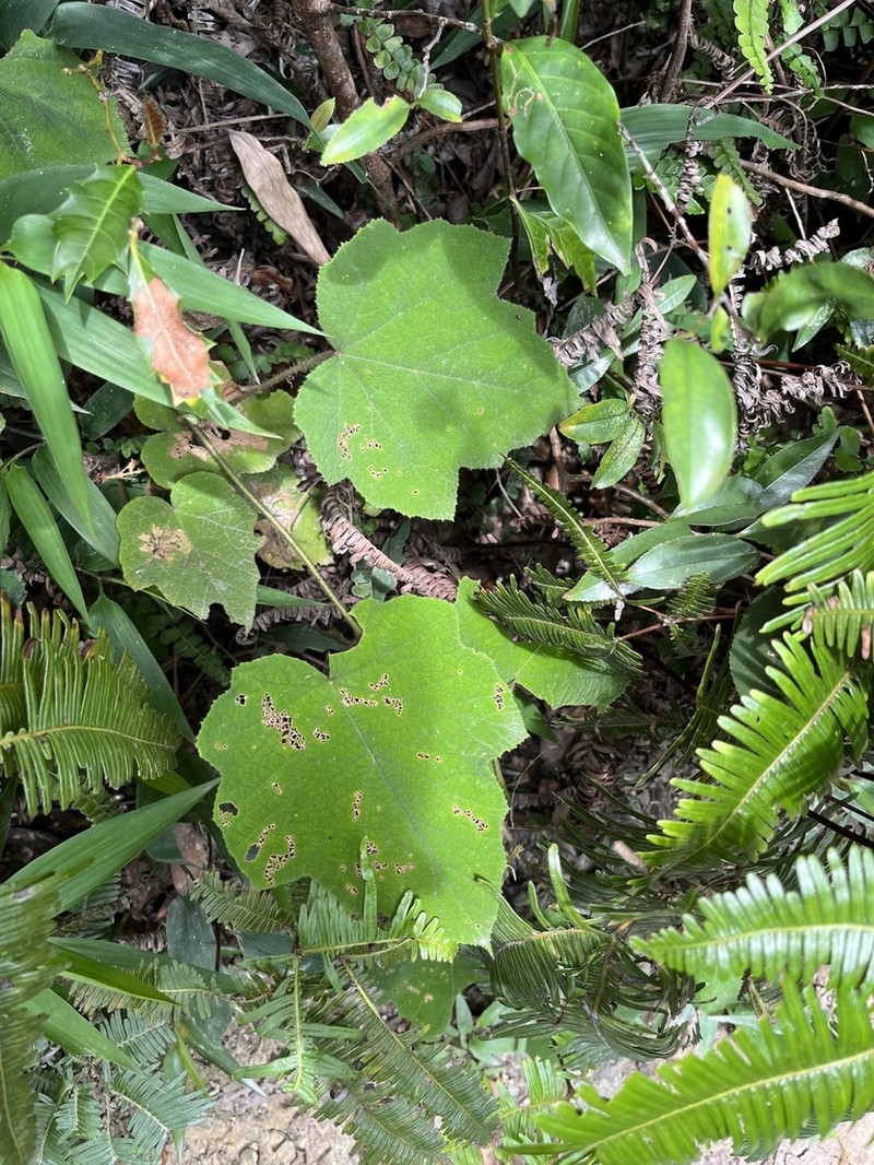 Rubus hatsushimae photo 3