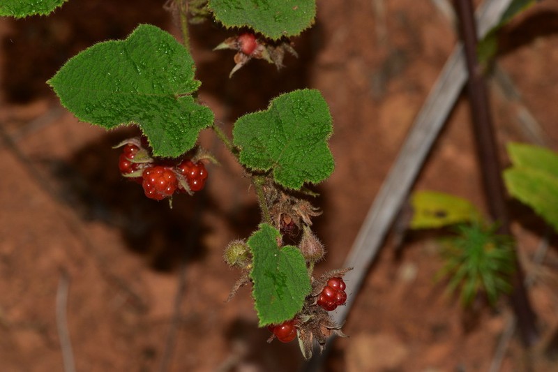 Rubus hatsushimae photo 4