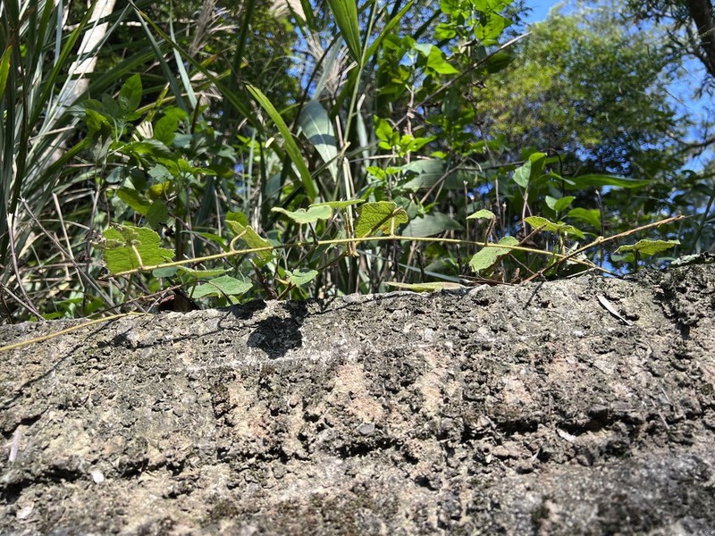 Rubus hatsushimae photo 5