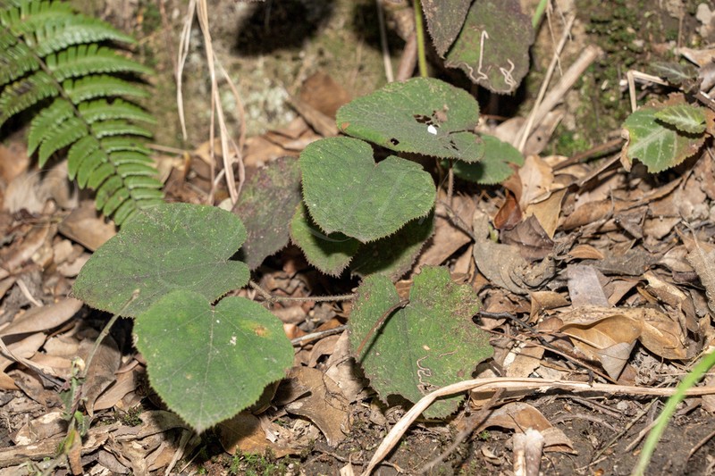 Rubus hatsushimae photo 6