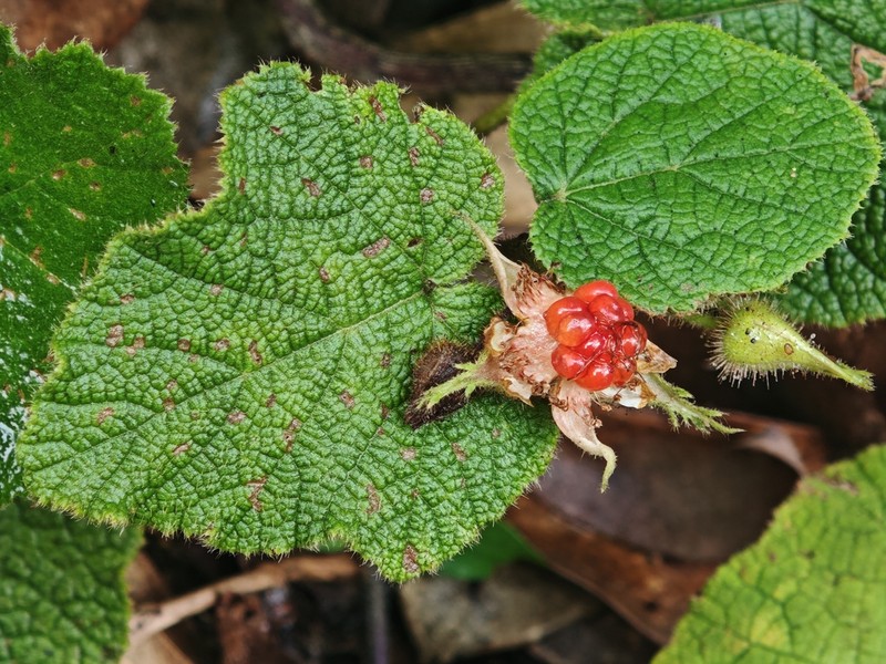 Rubus hatsushimae photo 7