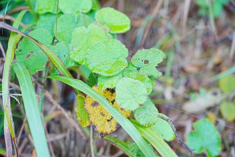 Rubus hatsushimae photo 8
