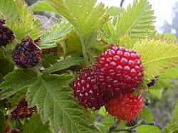 Hawai'I Blackberry